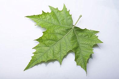 《十字军之王3》全新DLC“亡者传奇”现已正式发布